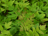 Hardy Fern Osmunda regalis 'Purpurescens'